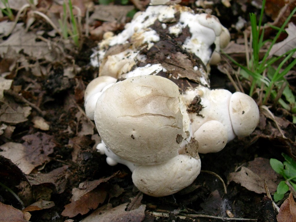 1813 Novembre vecchio ritrovamento